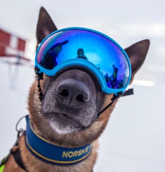 Norske Redningshunder Versjon 2